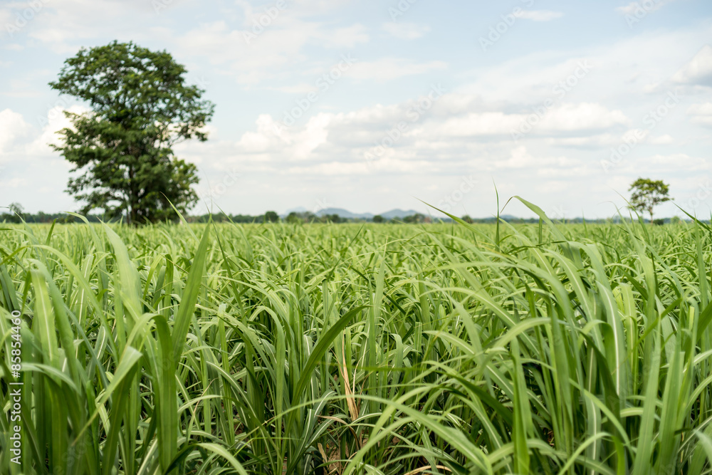 cane plantation cane plantation