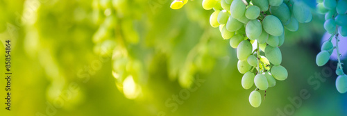 Slika na platnu Green grapes macro photo, nice blurred background effect.