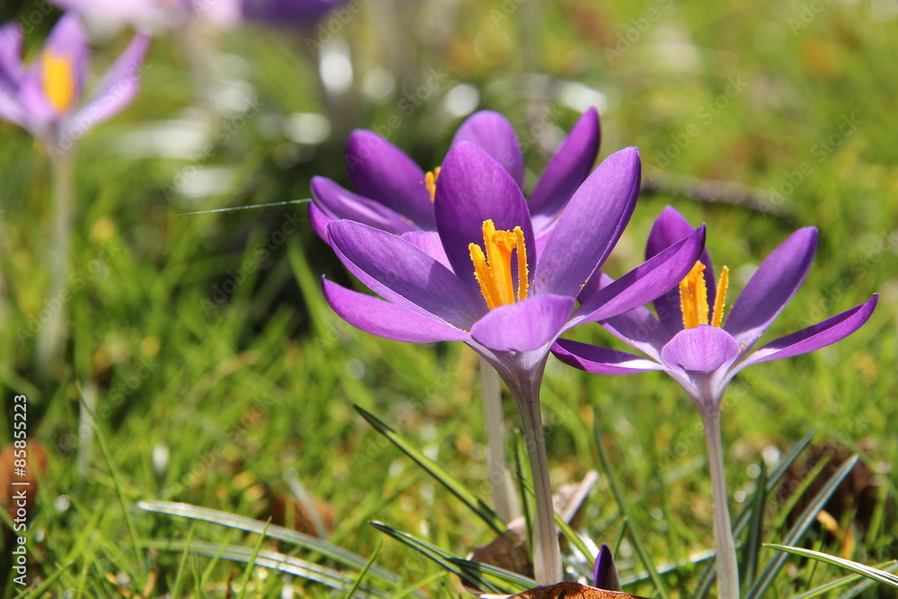 Crocuses in park Crocuses in park