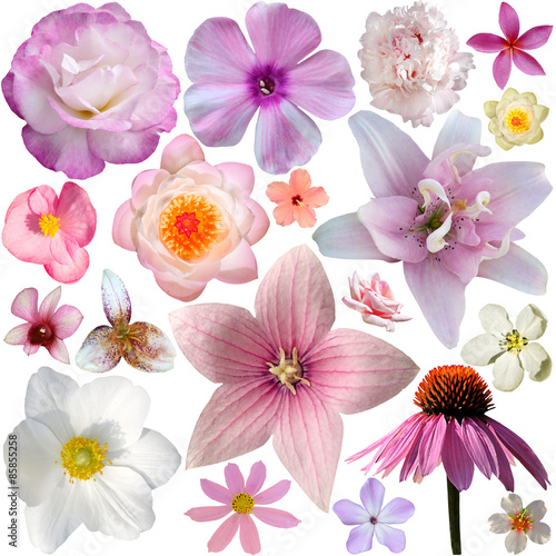 collection of pink summer flowers isolated on white