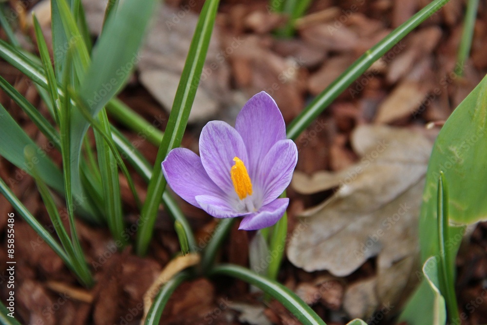 Single purple natural crocus flower / Purple crocus flower with yellow pollen growing up on fertile land Single purple natural crocus flower / Purple crocus flower with yellow pollen growing up on fertile land