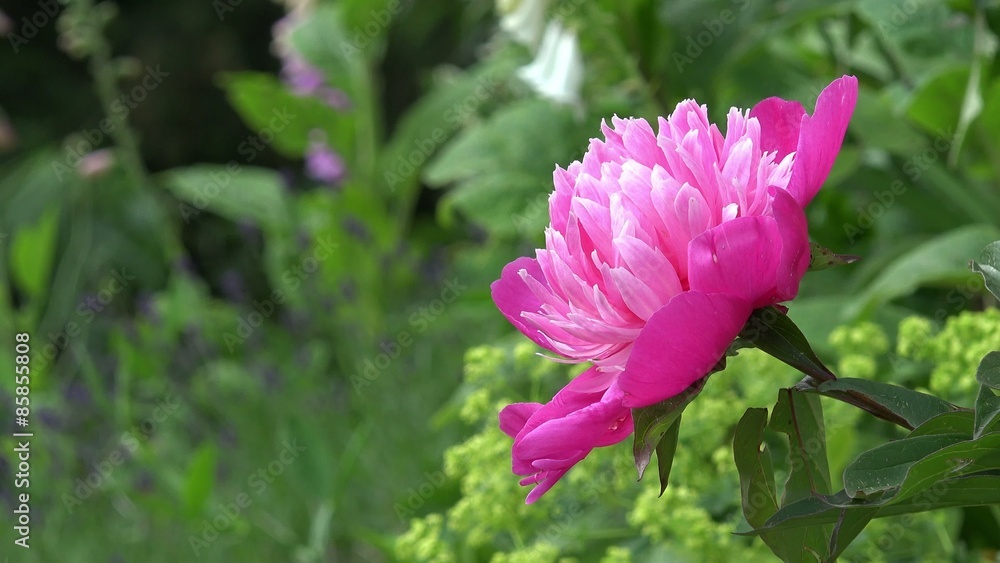 Peony in the nature Peony in the nature