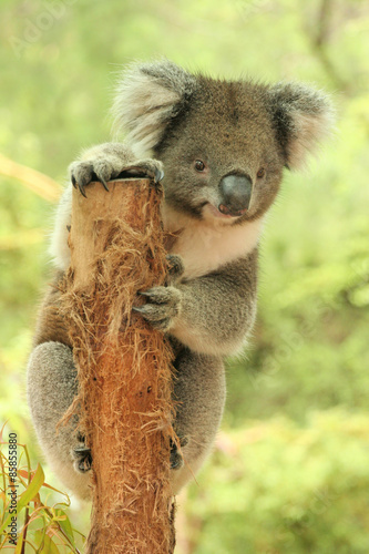 Photography Koala on a tree stump holding look out and looking very cute