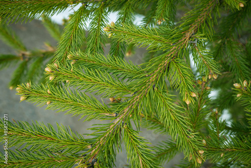 Pine branches. Selective focus with shallow depth field.