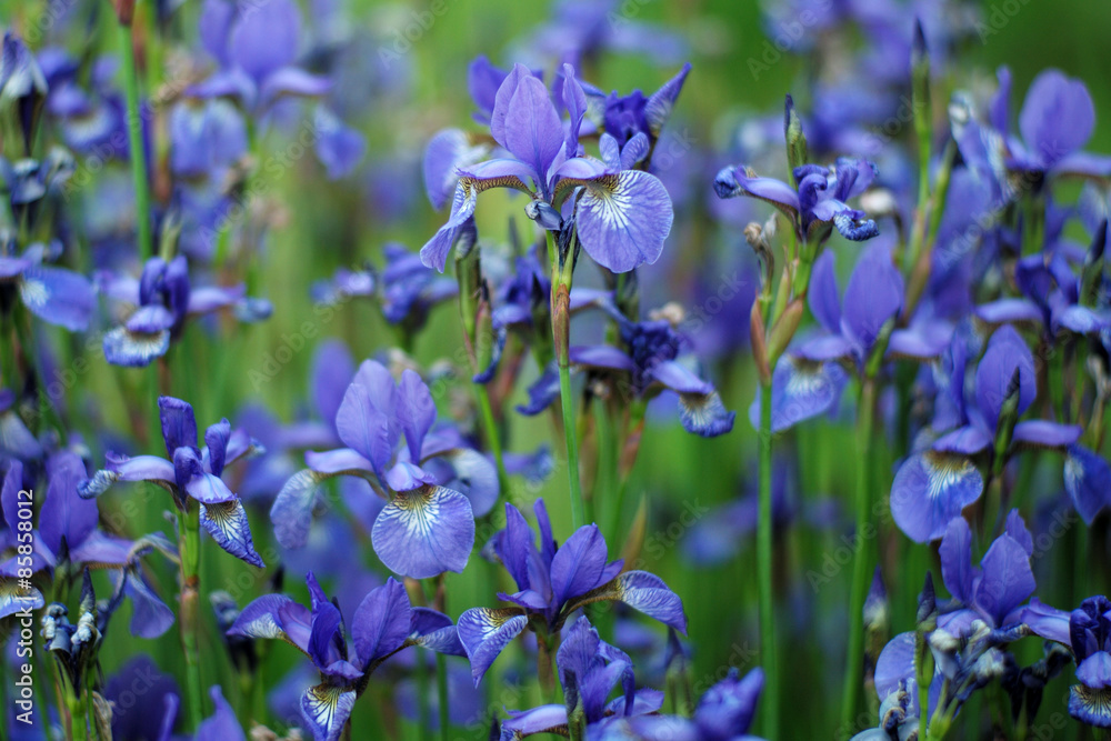 Flower bed with iris