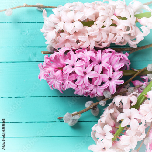 Fresh flowers hyacynths  and willow branches