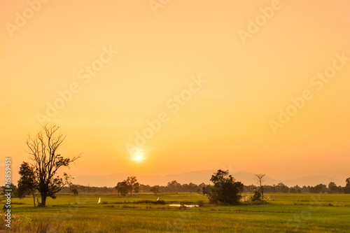 Sunset on Rice Field