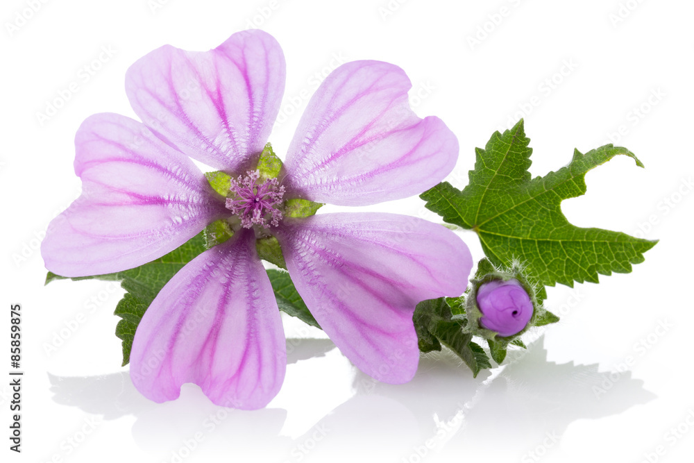 Foto Mallow
