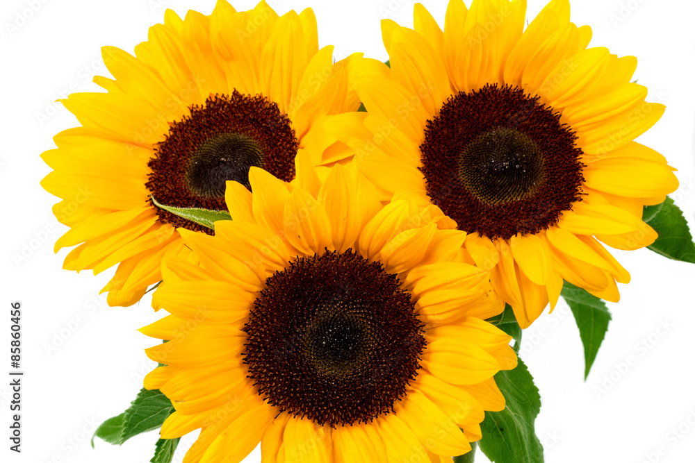 Obraz premium Słonecznik