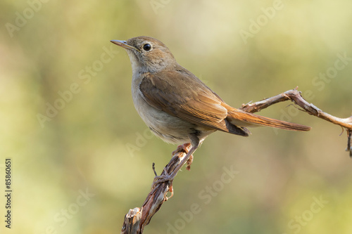 Common Nightingale, ( Luscinia megarhynchos ), sunbathing