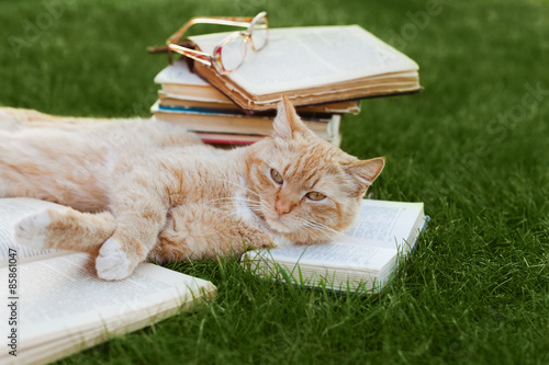 Fototapeta Naklejka Na Ścianę i Meble -  Cute cat with book and glasses lying on green lawn, funny pet