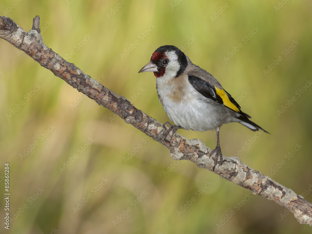 Goldfinch,( Carduelis carduelis), perched on his perch Goldfinch,( Carduelis carduelis), perched on his perch