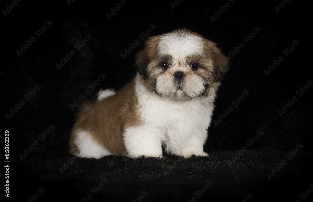 Shih-Tzu en studio sur fond noir Shih-Tzu en studio sur fond noir