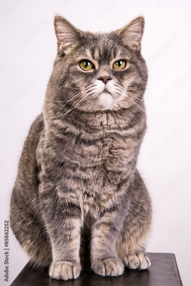 Grey cat on white background