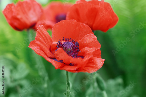 Fototapeta Naklejka Na Ścianę i Meble -  Red poppy flower or Papaver on the meadow, symbol of Remembrance Day or Poppy Day, shallow dof