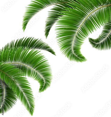 Green palm tree leaves isolated on white background