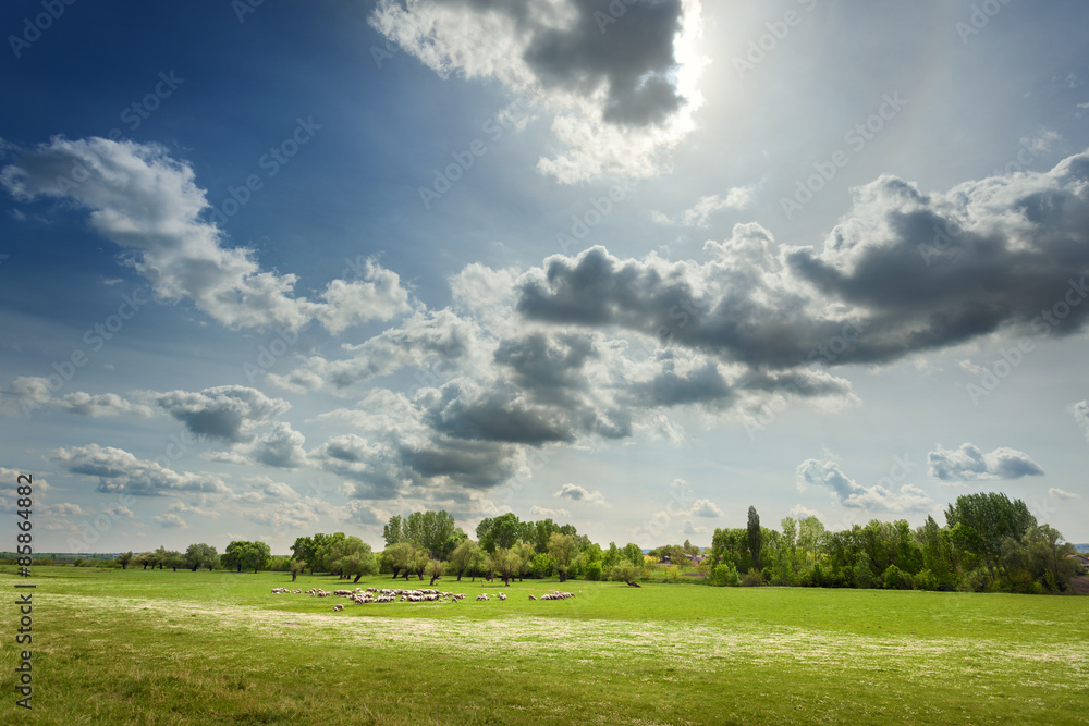 Flock of sheep grazing on the pasture at sunny day Flock of sheep grazing on the pasture at sunny day