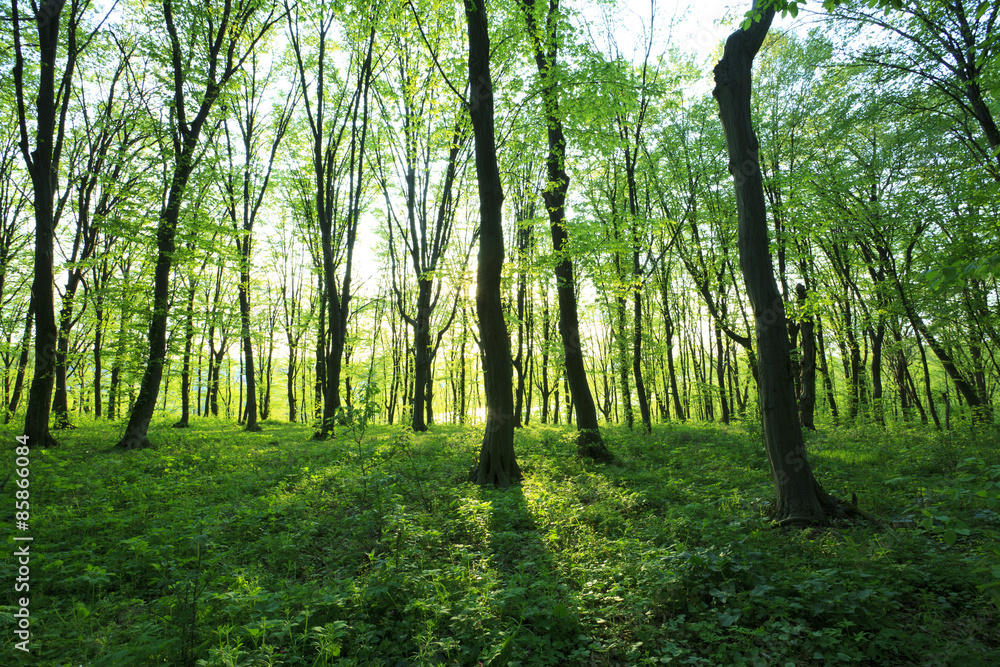 Fototapeta premium Forest