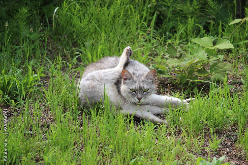 Obraz premium ヨガ猫