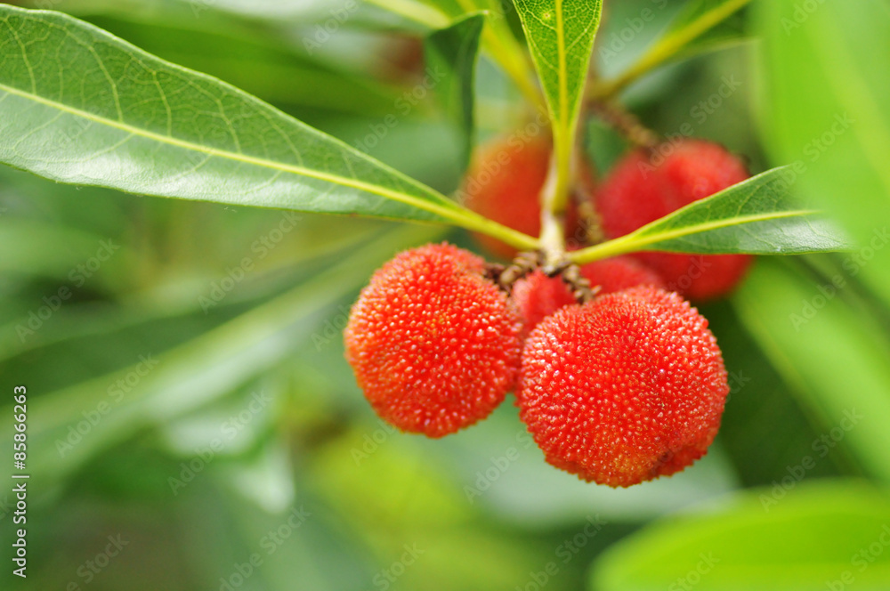 ヤマモモの実 Stock 写真 Adobe Stock