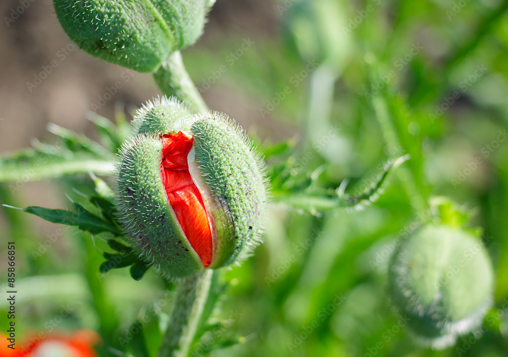 Obraz premium Red poppy flowers