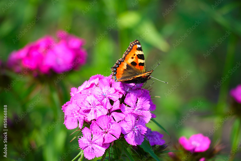 Butterfly on a flower Butterfly on a flower