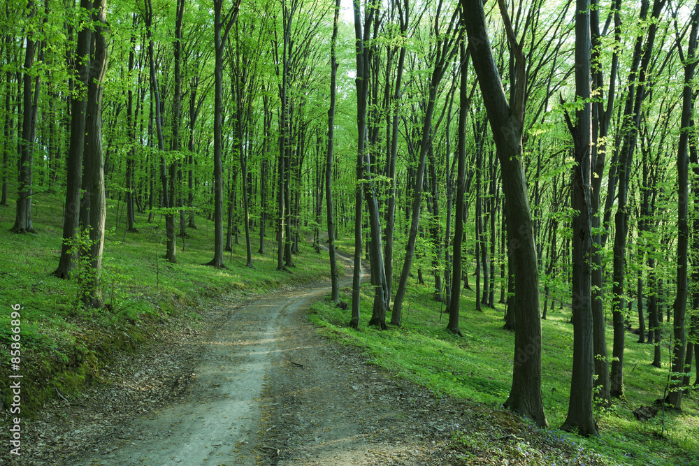 Path in forest Path in forest