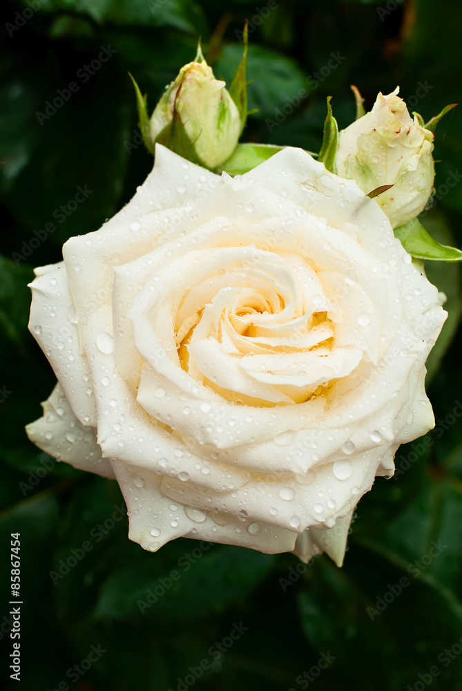 Fototapeta premium white rose with drops