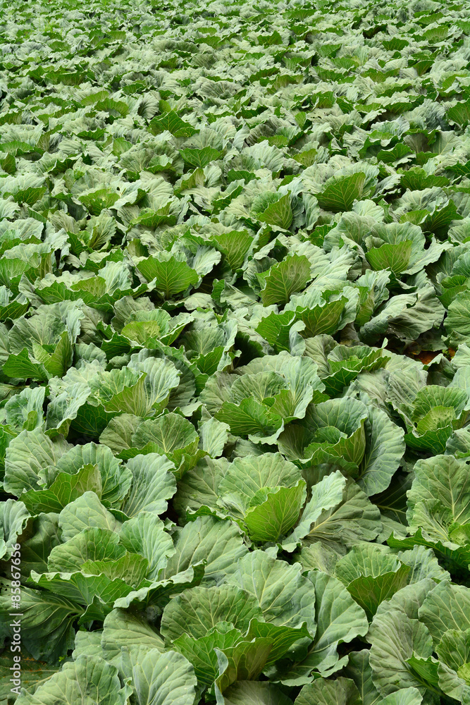 Texture of green cabbage field Texture of green cabbage field