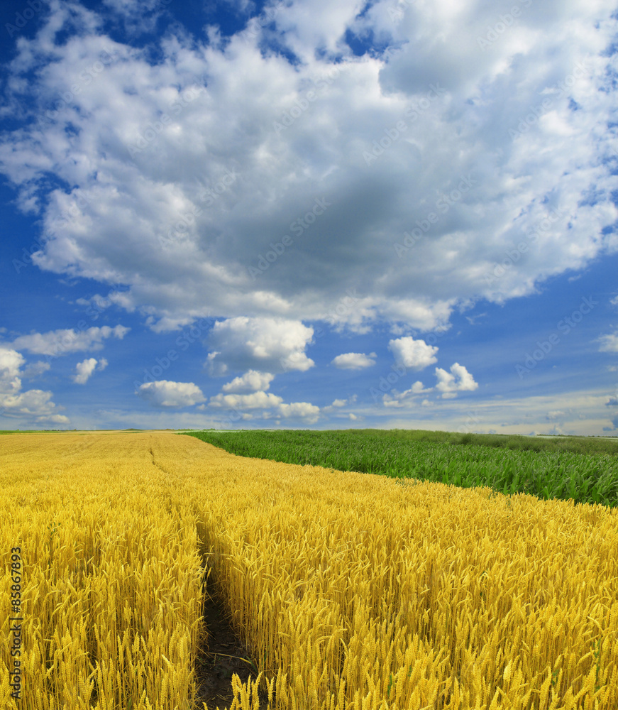 Wheat field against a blue sky