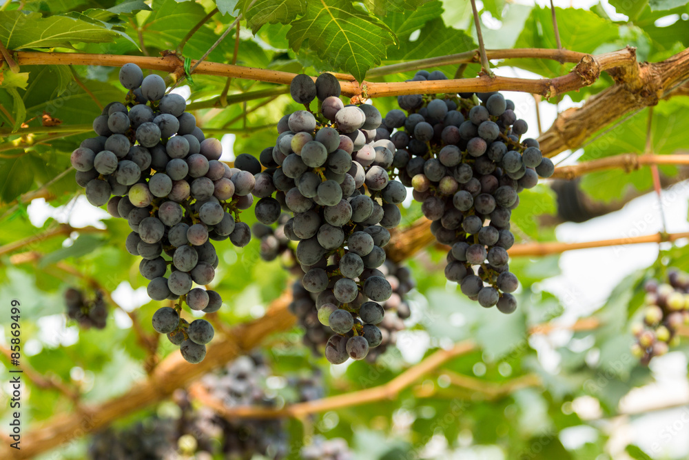 Seedless grapes on branch