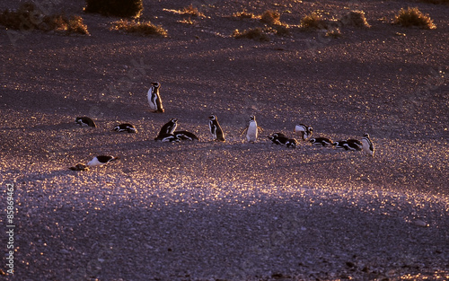Penguins in sand 