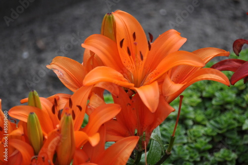 orange Lilie (Lilium)