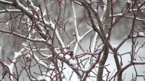 Winter Tree; Tree during the winter; Lite wind; Low depth of field; photo