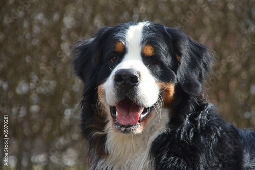 Berner Sennenhund