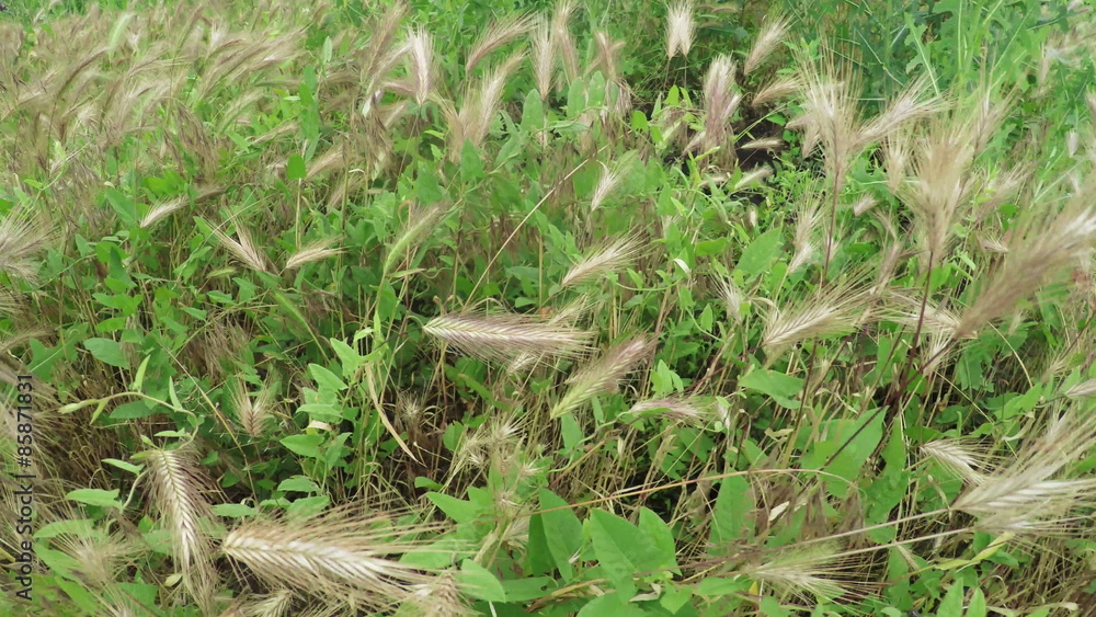 Cultivating of grass hay Cultivating of grass hay