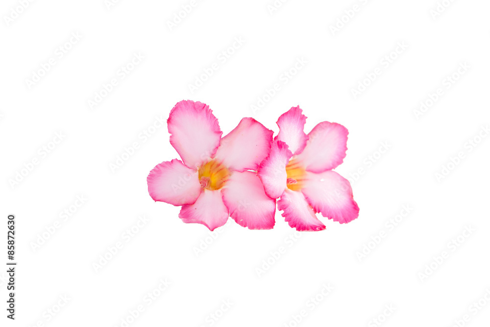 Tropical flower Pink Adenium or Desert rose on white background Tropical flower Pink Adenium or Desert rose on white background