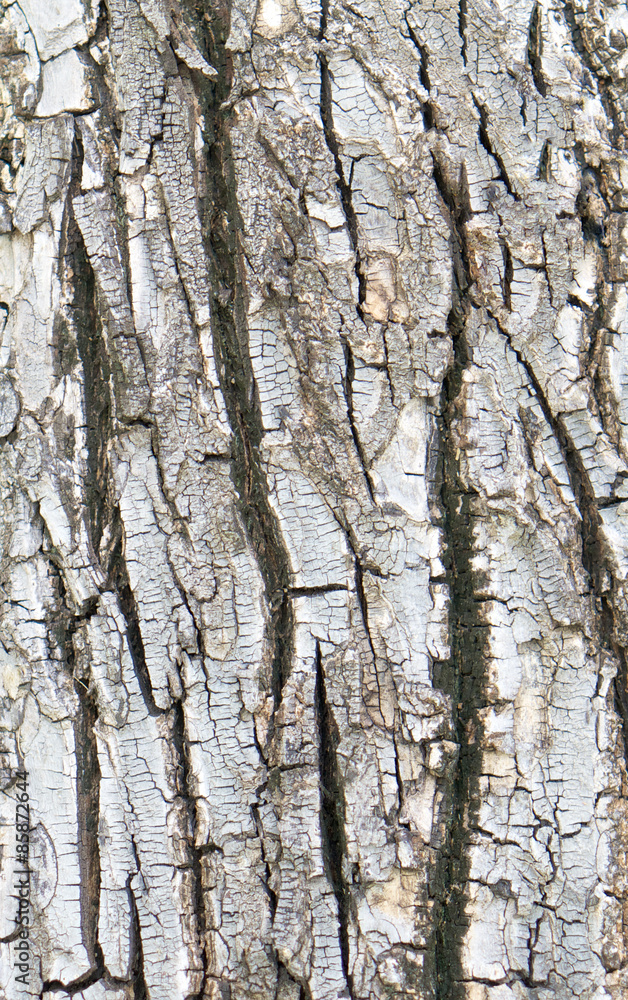 Obraz premium Crack bark texture