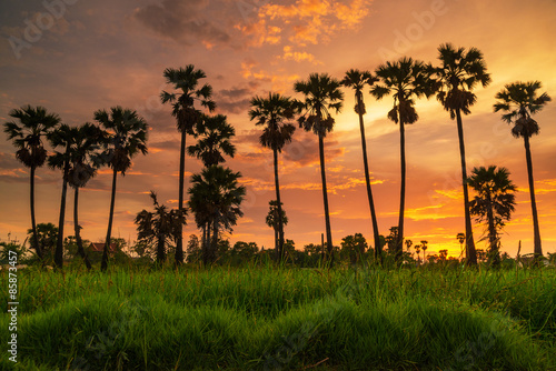 Sunset in the field in thailand