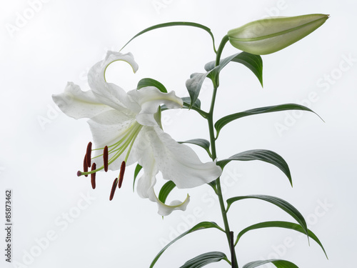 Fototapeta Naklejka Na Ścianę i Meble -  オリエンタルリリーのカサブランカ