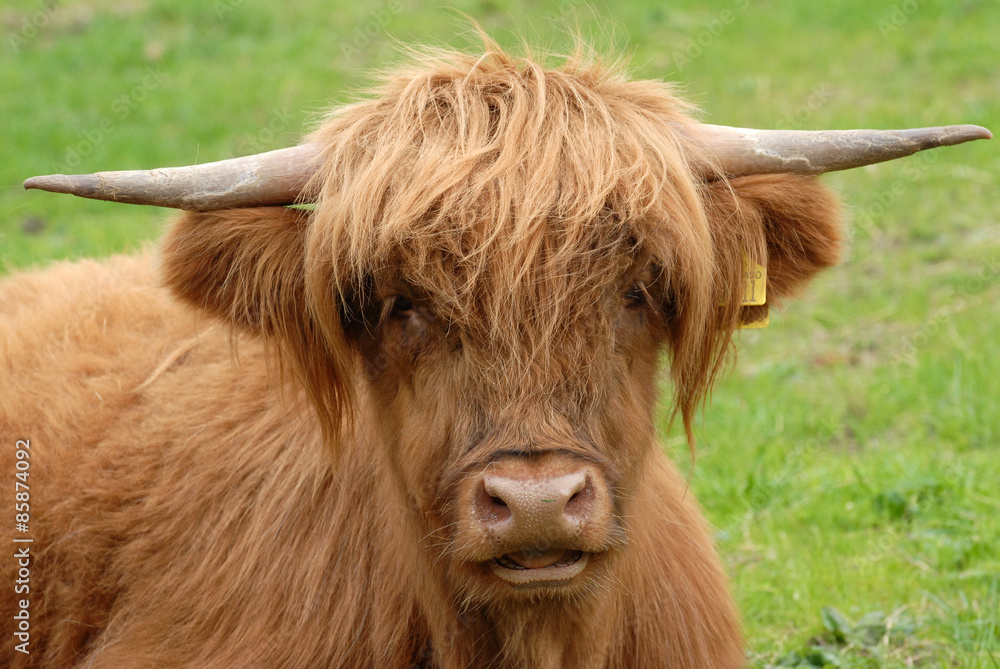 Tête de vache highland Tête de vache highland