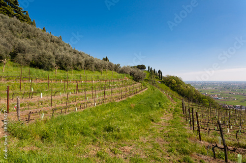 Rows of wine