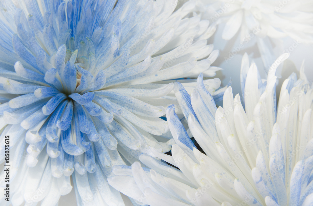 Obraz premium Flower