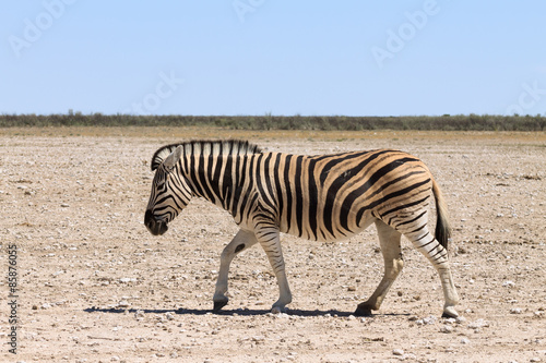 zebra © elleonzebon