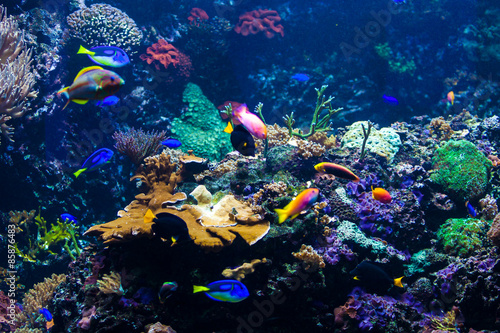 Fototapeta Naklejka Na Ścianę i Meble -  beautiful underwater world with corals and tropical fish