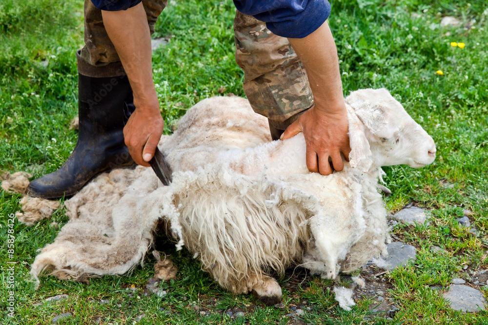 Fototapeta premium Shearing sheep