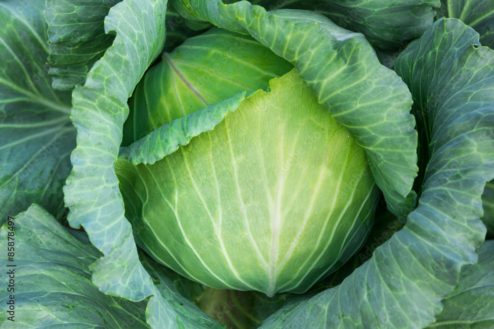 Fototapeta premium Cabbage plant