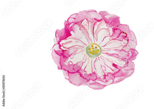 pink lotus flower watercolor illustration vector
