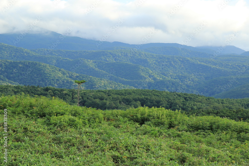 Fototapeta premium 知床五湖