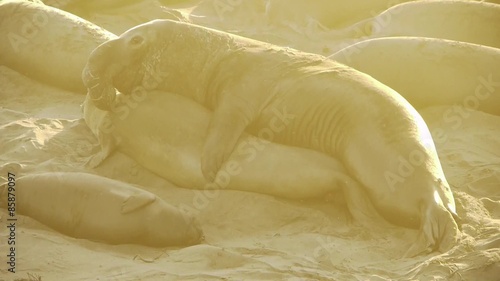 Colony of Elephant Seals in Central California